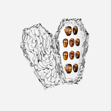 JACK O' LANTERN COFFIN SET